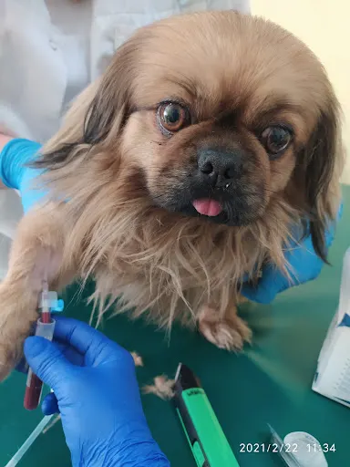 Gabinet Weterynaryjny "Zwierzak" Anna Stypułkowska